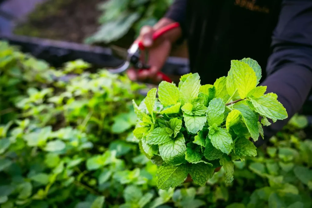 From the Garden to Your Table
