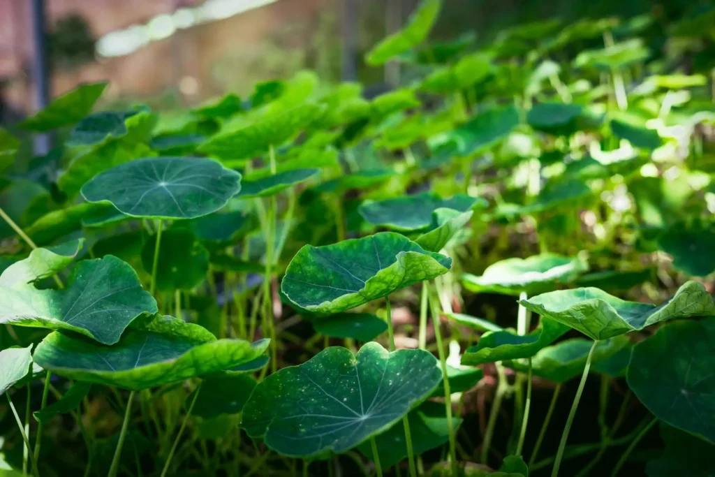 From the Garden to Your Table 2