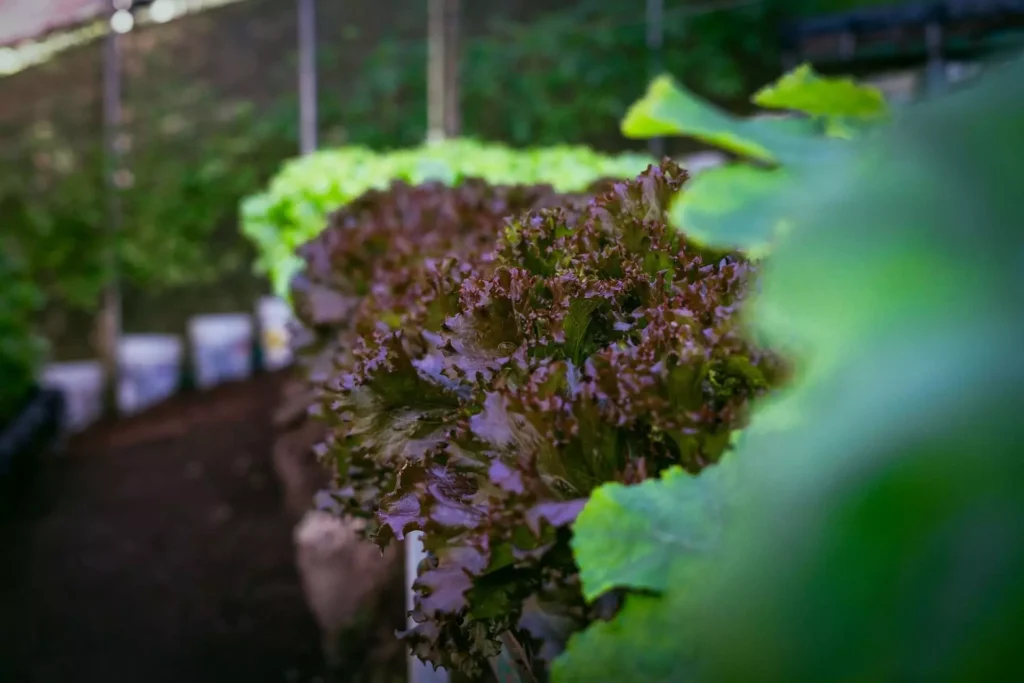 From the Garden to Your Table 3