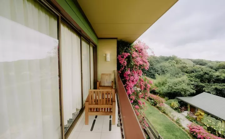 Ficus_Mountain_View_Queen_Balcón